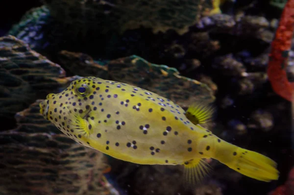 A Box Fish — Stock Photo, Image