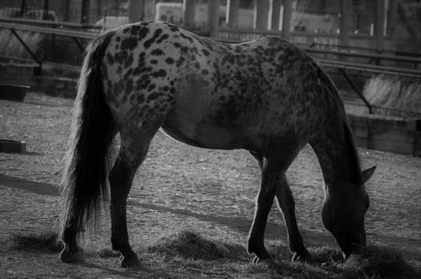 Een volwassen paard — Stockfoto