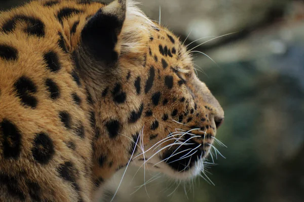 An Amur Leopard — Stock Photo, Image