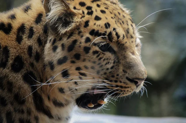 Un leopardo Amur — Foto de Stock