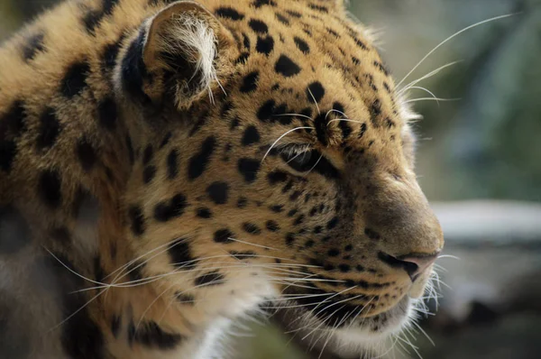 An Amur Leopard — Stock Photo, Image