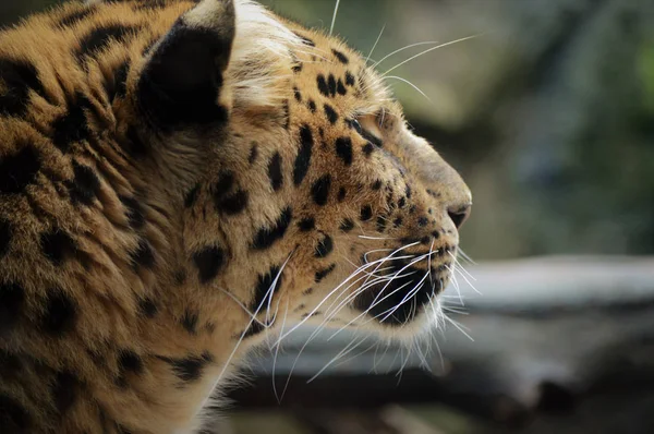 An Amur Leopard — Stock Photo, Image