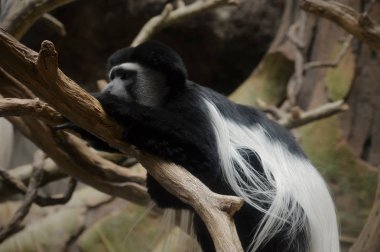 Colobus maymun