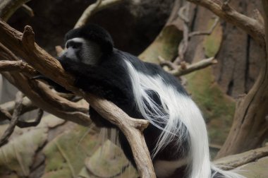 Colobus maymun