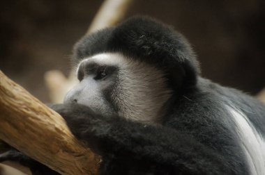 Colobus maymun