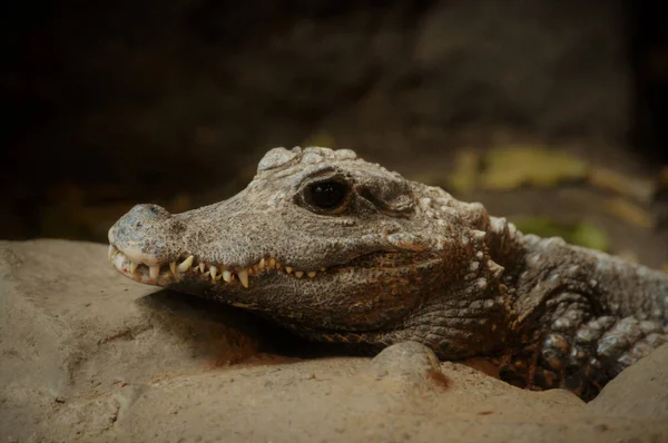 Тупорилий Крокодил — стокове фото