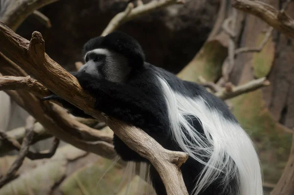 Um macaco do Colobus — Fotografia de Stock