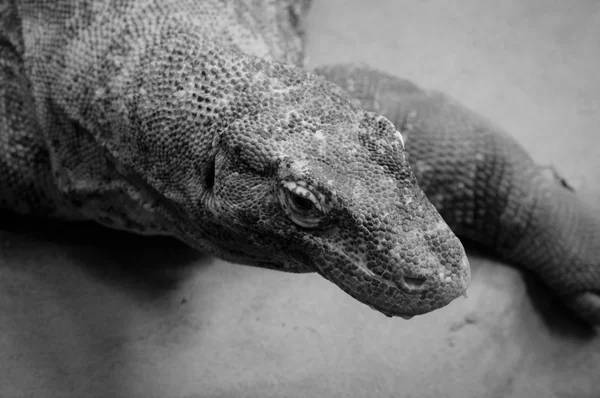 Um dragão de Komodo — Fotografia de Stock