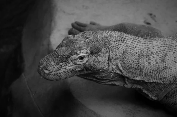 A Komodo Dragon — Stock Photo, Image