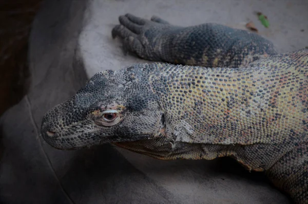 A Komodo Dragon — Stock Photo, Image