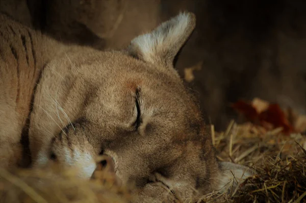 Μια ύπνου Puma — Φωτογραφία Αρχείου