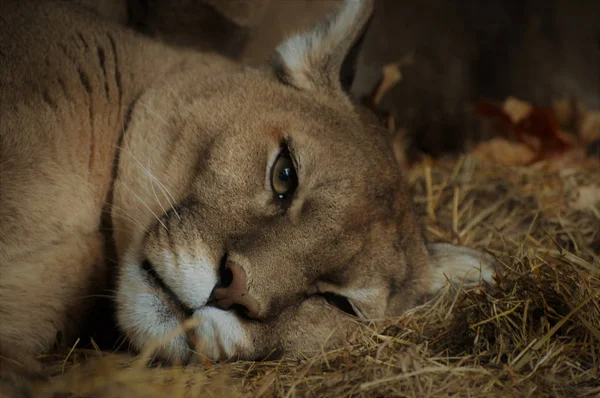 Μια ύπνου Puma — Φωτογραφία Αρχείου