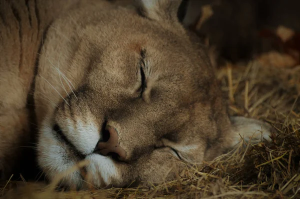 Una puma durmiente —  Fotos de Stock