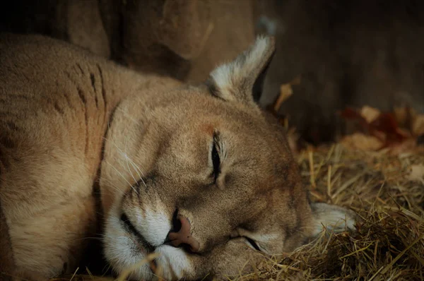 Een slapende Puma — Stockfoto
