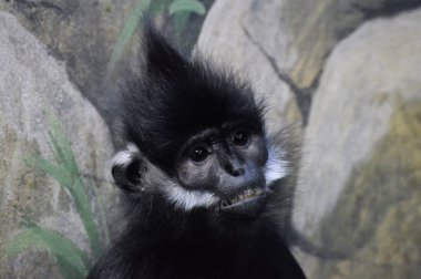 Francois Langur maymun