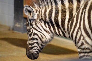 Zebra close-upZebra yakın çekim