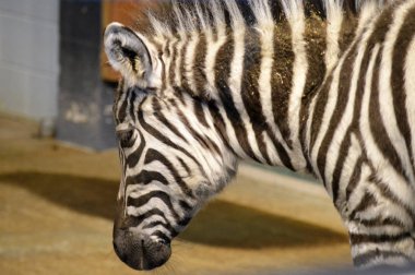 Zebra close-upZebra yakın çekim