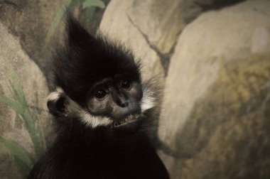 Francois Langur maymun