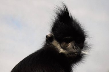 Francois Langur maymun