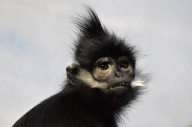 Francois Langur maymun