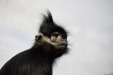 Francois Langur maymun