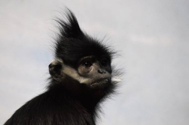 Francois Langur maymun