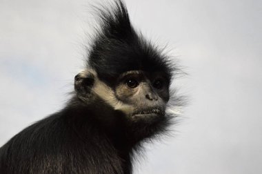Francois Langur maymun