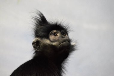 Francois Langur maymun
