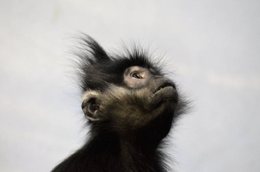 Francois Langur maymun
