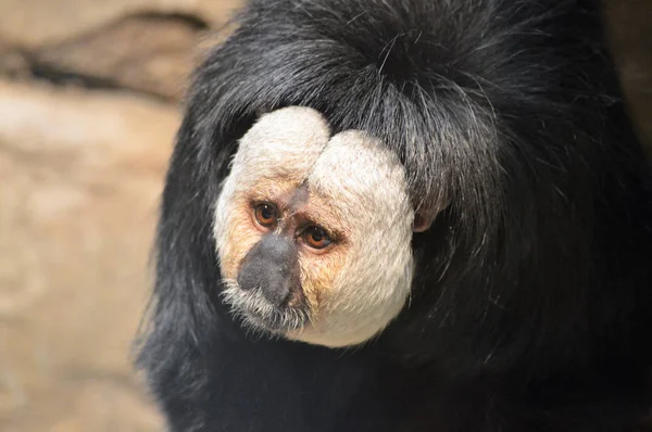 Um macaco Saki — Fotografia de Stock