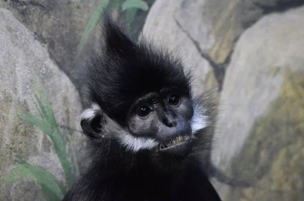 François Langur Macaco — Fotografia de Stock