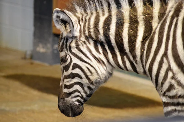 Zebra close-upZebra yakın çekim