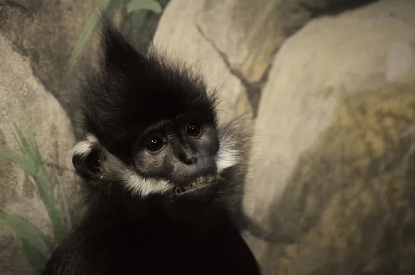 Francois Langur maymun — Stok fotoğraf
