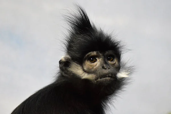 Francois Langur aap — Stockfoto