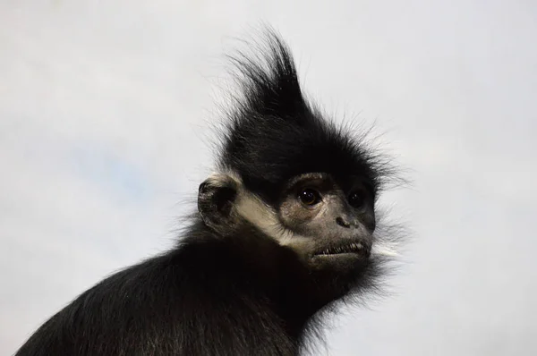 Francois Langur aap — Stockfoto