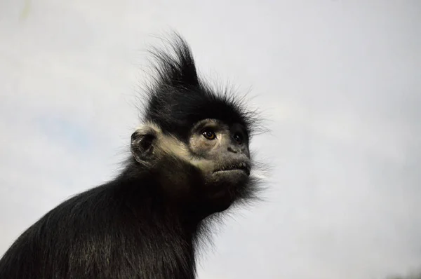 Francois Langur aap — Stockfoto