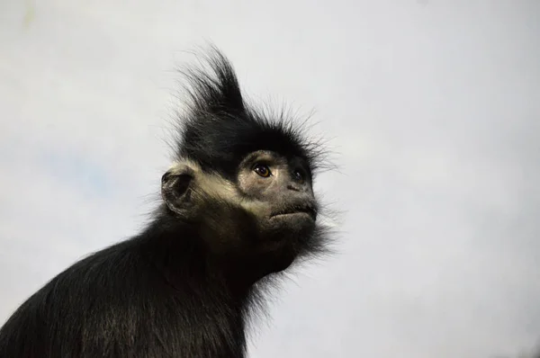 François Langur Macaco — Fotografia de Stock