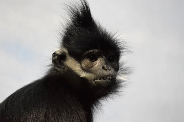 Francois Langur Mono — Foto de Stock