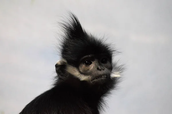 Francois Langur Monkey — Stockfoto