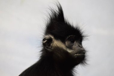 Francois Langur maymun