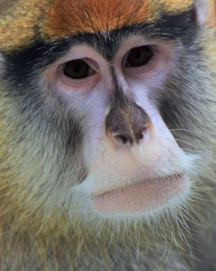 A Patas Monkey