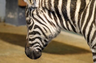 Zebra close-upZebra yakın çekim