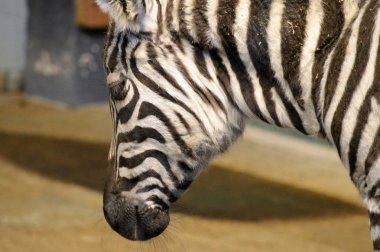 Zebra close-upZebra yakın çekim