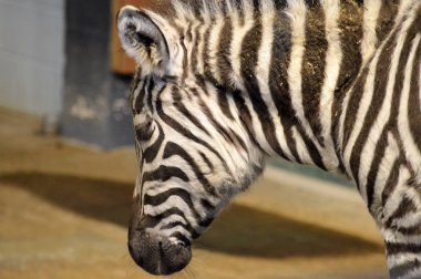 Zebra close-upZebra yakın çekim