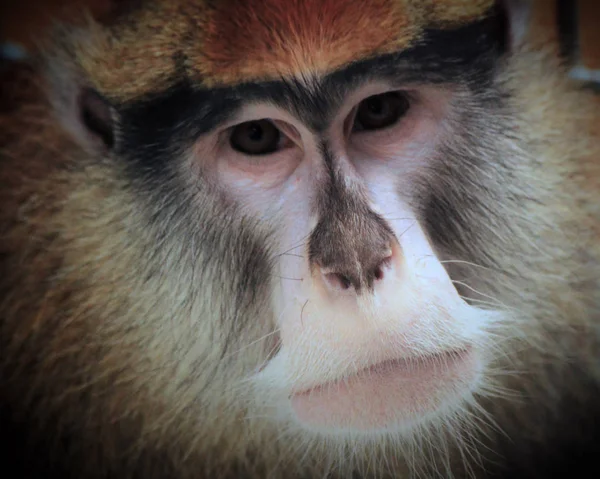 A Patas Monkey — Stockfoto