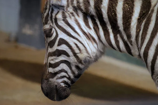 Zebras aus nächster Nähe — Stockfoto