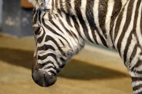 Zebras aus nächster Nähe — Stockfoto