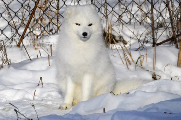 Μια Αρκτική αλεπού — Φωτογραφία Αρχείου