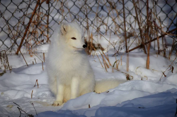 An Arctic Fox — Stock Photo, Image