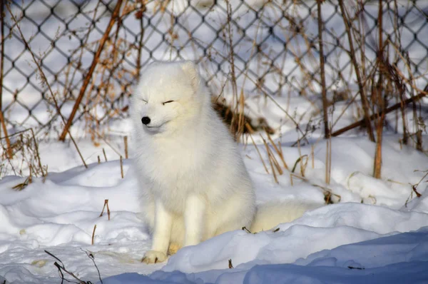북극 여우 — 스톡 사진